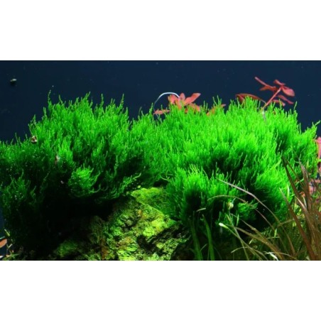 Taxiphyllum sp. spiky