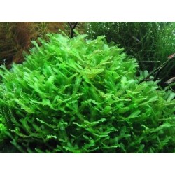 Monosolenium tenerum