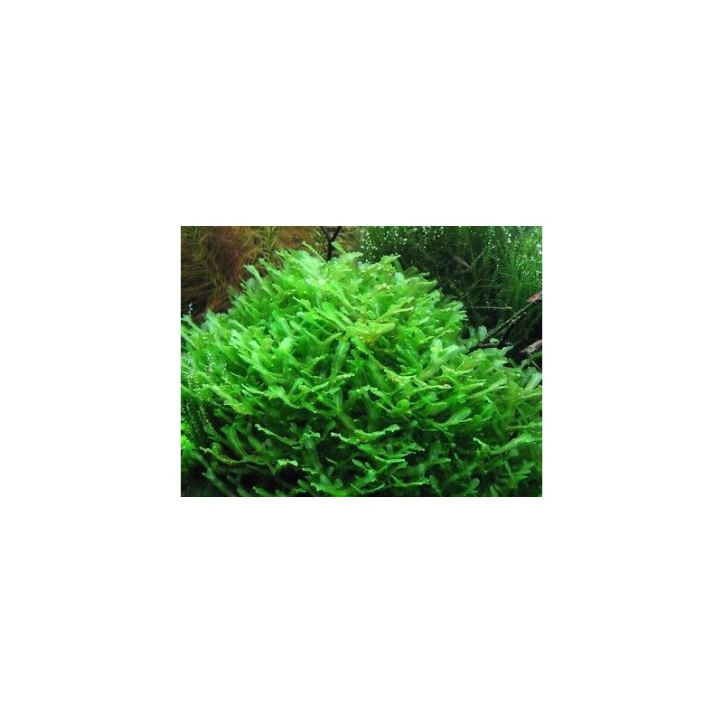 Monosolenium tenerum Monosolenium tenerum