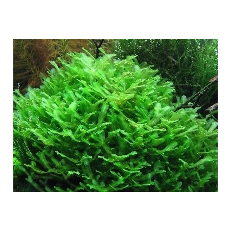Monosolenium tenerum