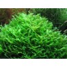 Monosolenium tenerum