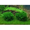 Monosolenium tenerum
