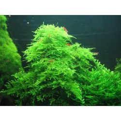 Taxiphyllum alternans taiwan moss