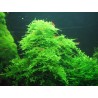 Taxiphyllum alternans taiwan moss