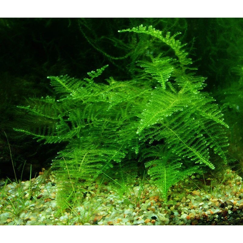 Taxiphyllum alternans taiwan moss