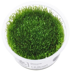 Taxiphyllum alternans taiwan moss
