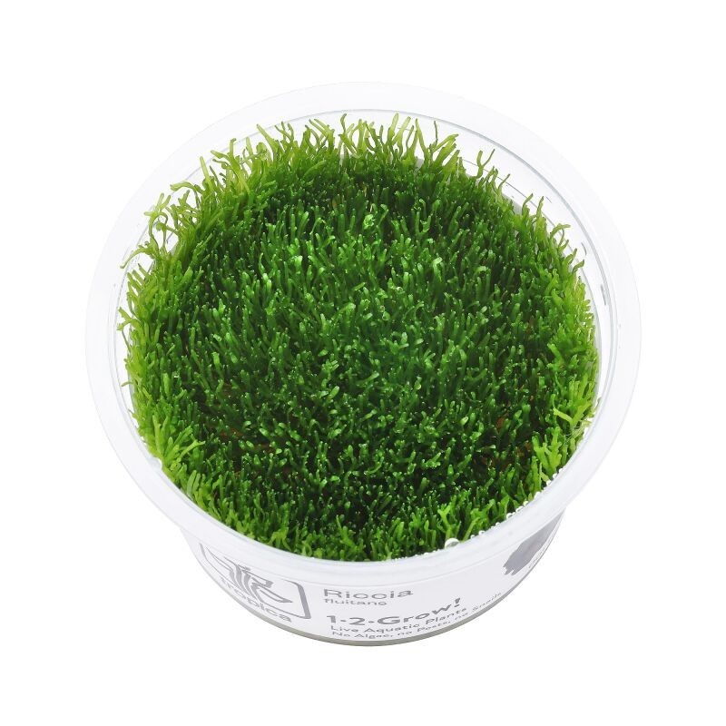 Taxiphyllum alternans taiwan moss