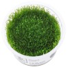 Taxiphyllum alternans taiwan moss