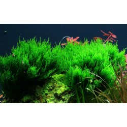 Taxiphyllum sp. flame