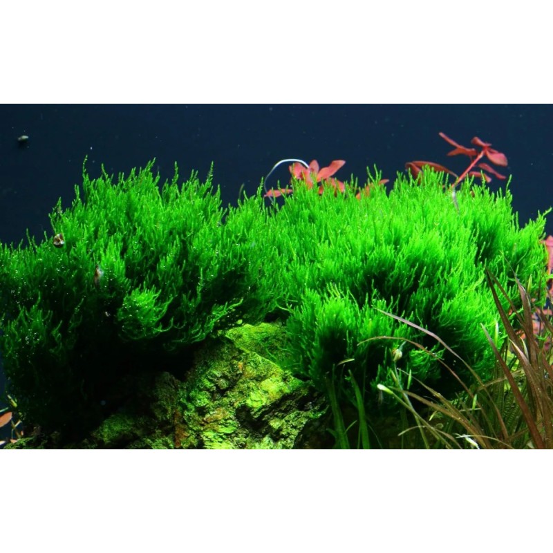 Taxiphyllum sp. flame Taxiphyllum sp. flame