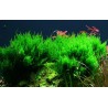 Taxiphyllum sp. flame