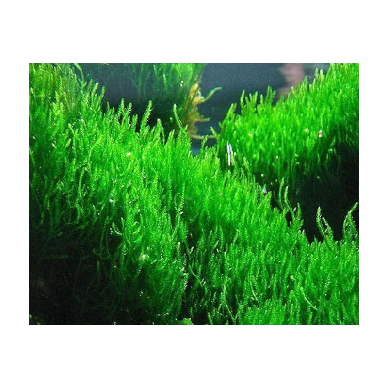 Taxiphyllum sp. flame