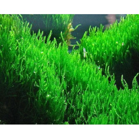 Taxiphyllum sp. flame