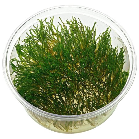 Taxiphyllum sp. flame