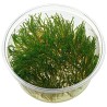 Taxiphyllum sp. flame