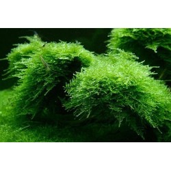 Vesicularia montagnei christmas moss