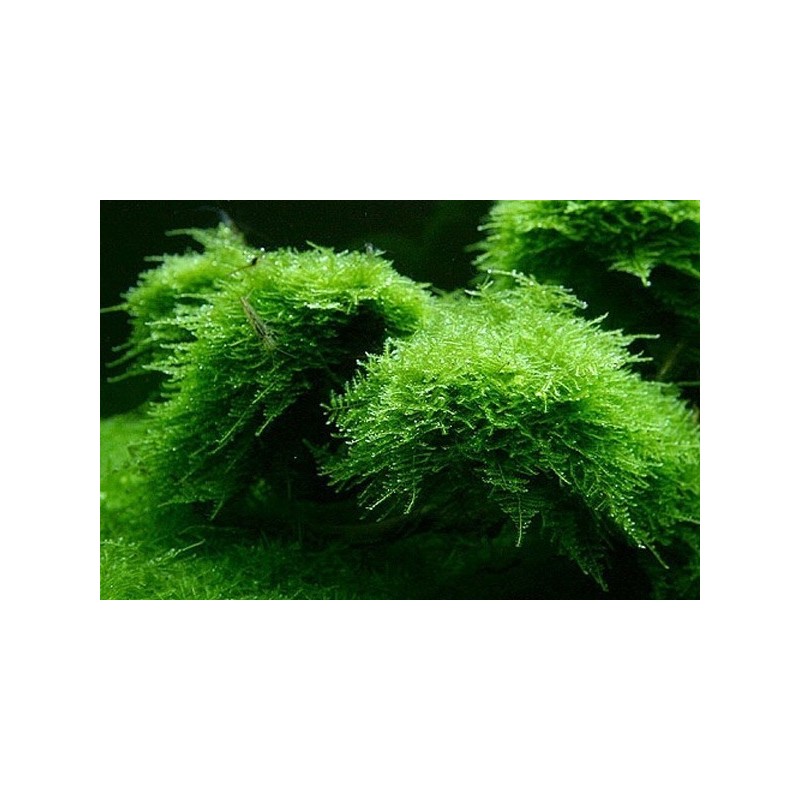 Vesicularia montagnei christmas moss Vesicularia montagnei christmas moss