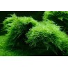 Vesicularia montagnei christmas moss