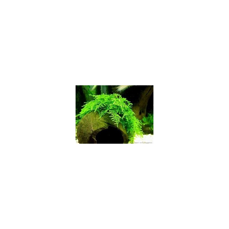 Vesicularia montagnei christmas moss