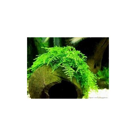 Vesicularia montagnei christmas moss