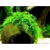 Vesicularia montagnei christmas moss
