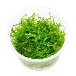 Vesicularia montagnei christmas moss