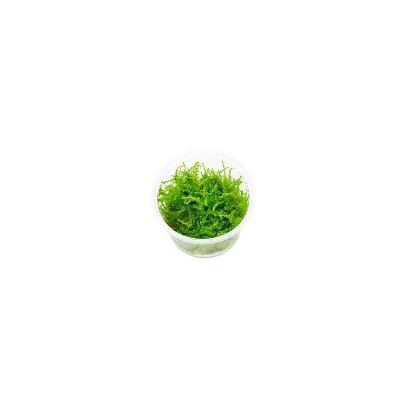 Vesicularia montagnei christmas moss