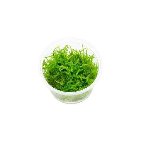 Vesicularia montagnei christmas moss