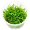 Vesicularia montagnei christmas moss