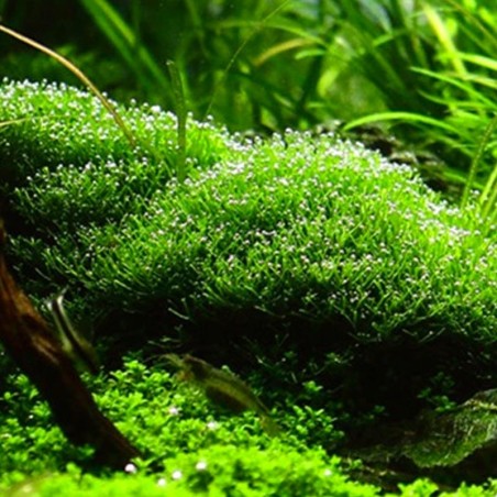 Riccia fluitans