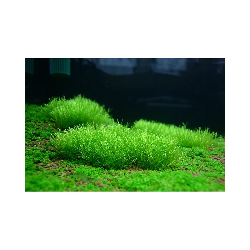 Riccia fluitans