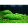 Riccia fluitans