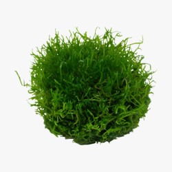 Riccia fluitans
