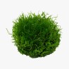 Riccia fluitans