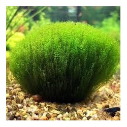 Tringy moss leptodictyum riparium