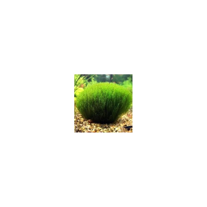 Tringy moss leptodictyum riparium