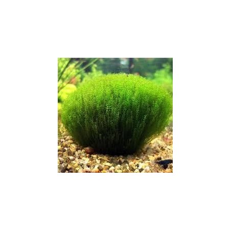 Tringy moss leptodictyum riparium
