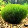 Tringy moss leptodictyum riparium