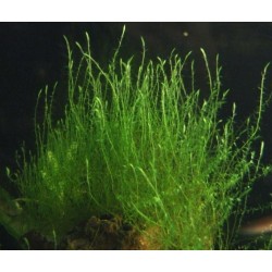 Tringy moss leptodictyum riparium