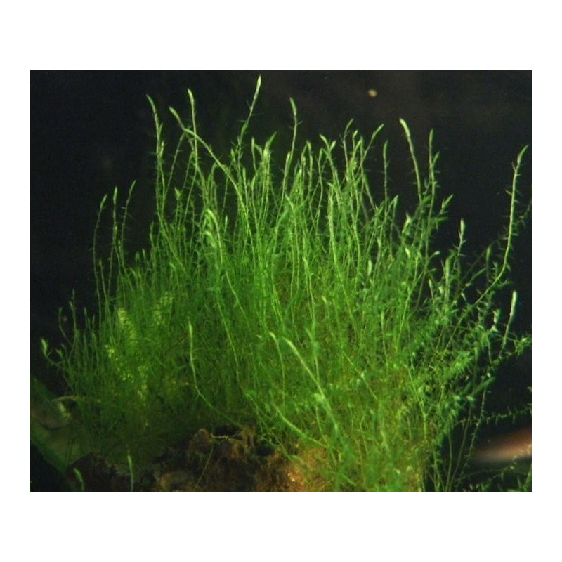 Tringy moss leptodictyum riparium