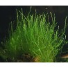 Tringy moss leptodictyum riparium