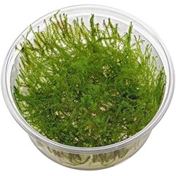 Tringy moss leptodictyum riparium