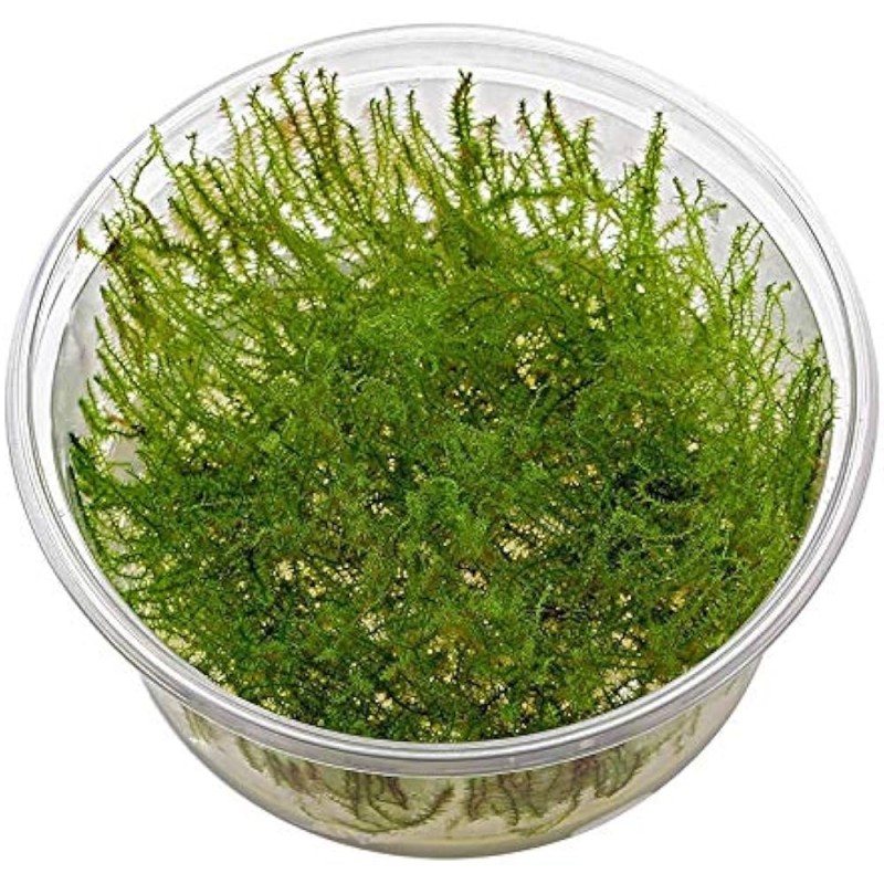 Tringy moss leptodictyum riparium