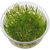 Tringy moss leptodictyum riparium