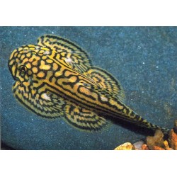 Sewellia lineolata - 2.5 - 3 cm