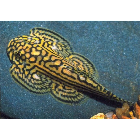 Sewellia lineolata - 2.5 - 3 cm