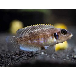 Lamprologus ocellatus blue - 3 - 4 cm