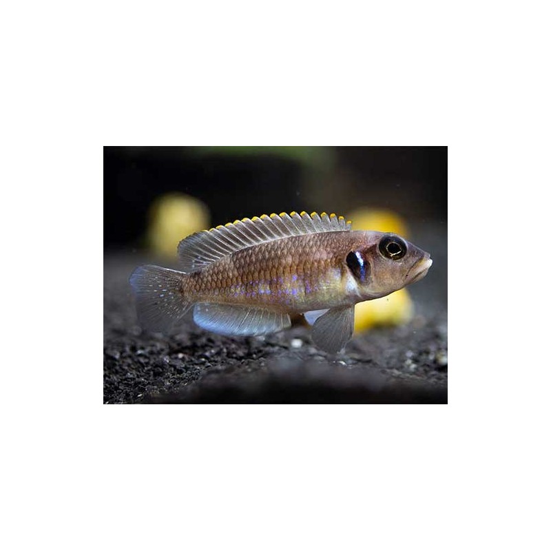 Lamprologus ocellatus blue - 3 - 4 cm