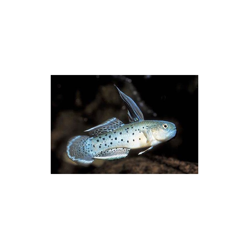 stigmatogobius sadanundio 4 - 7 cm