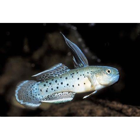 stigmatogobius sadanundio 4 - 7 cm
